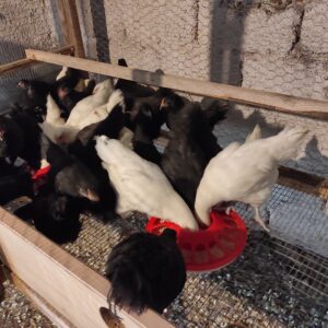Πουλάκια Australorp